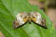 Diaeus variegata