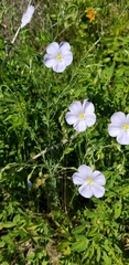 Linum perenne