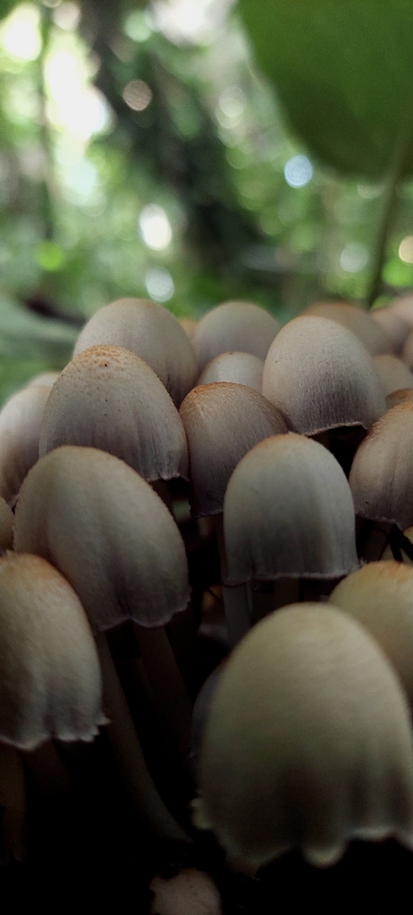 Coprinopsis mexicana