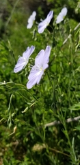 Linum perenne