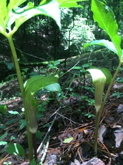 Arisaema macrospathum