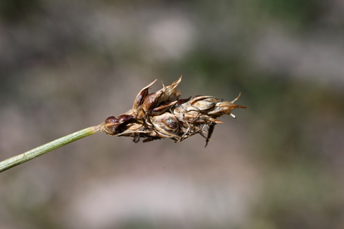 Image of Carex duriuscula by (c) Anders Hastings, some rights reserved (CC BY)