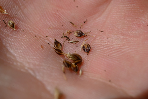 Image of Needleleaf sedge by (c) Anders Hastings, some rights reserved (CC BY)