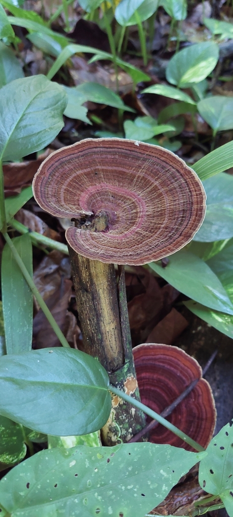 Hexagonia papyracea · August 2024 · photo: © carlosvidigal (iNaturalist, cc-by-sa)