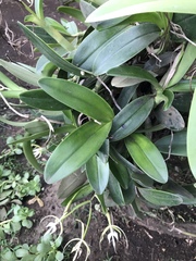 Epidendrum oerstedii