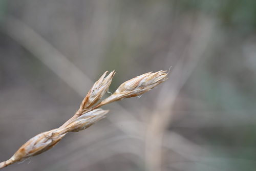 whitescale sedge (Carex xerantica)