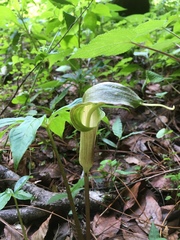 Arisaema macrospathum