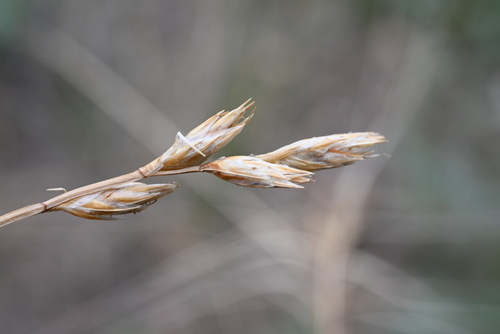 Image of Carex xerantica by (c) Anders Hastings, some rights reserved (CC BY)