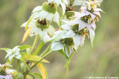 Monarda punctata punctata