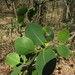 Pterocarpus santalinus - Photo (c) Forestowlet, μερικά δικαιώματα διατηρούνται (CC BY-SA)