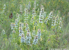 Monarda punctata punctata