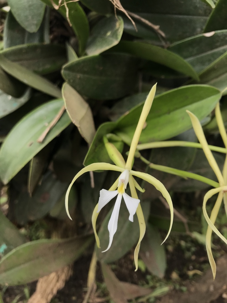Epidendrum oerstedii