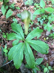 Arisaema macrospathum
