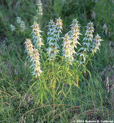 Monarda punctata punctata