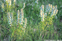 Monarda punctata punctata