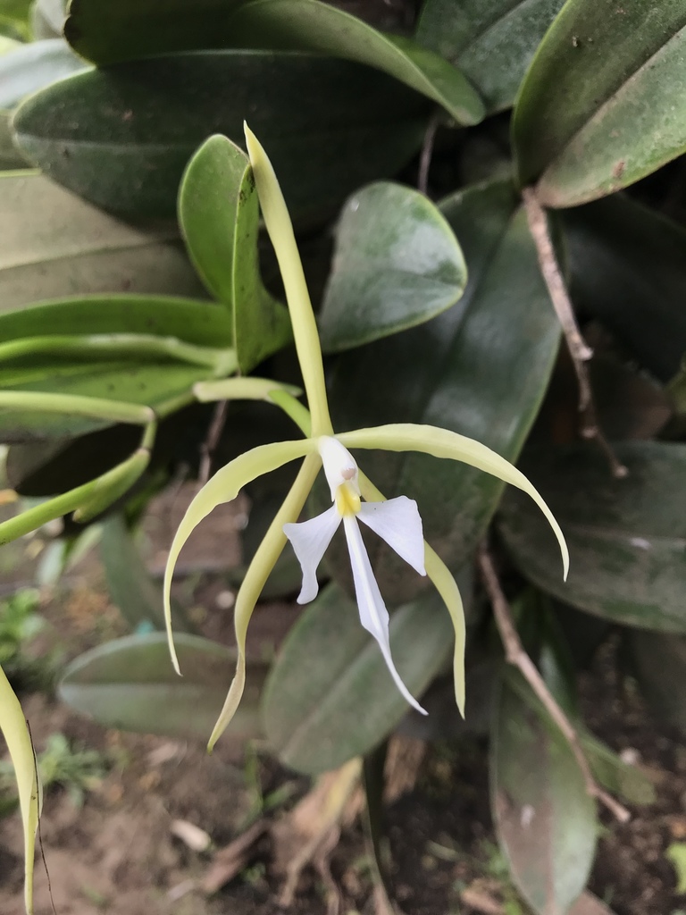 Epidendrum oerstedii Rchb.f. 2