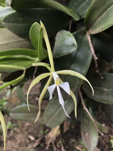 Epidendrum oerstedii, photograph 2