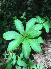 Arisaema macrospathum