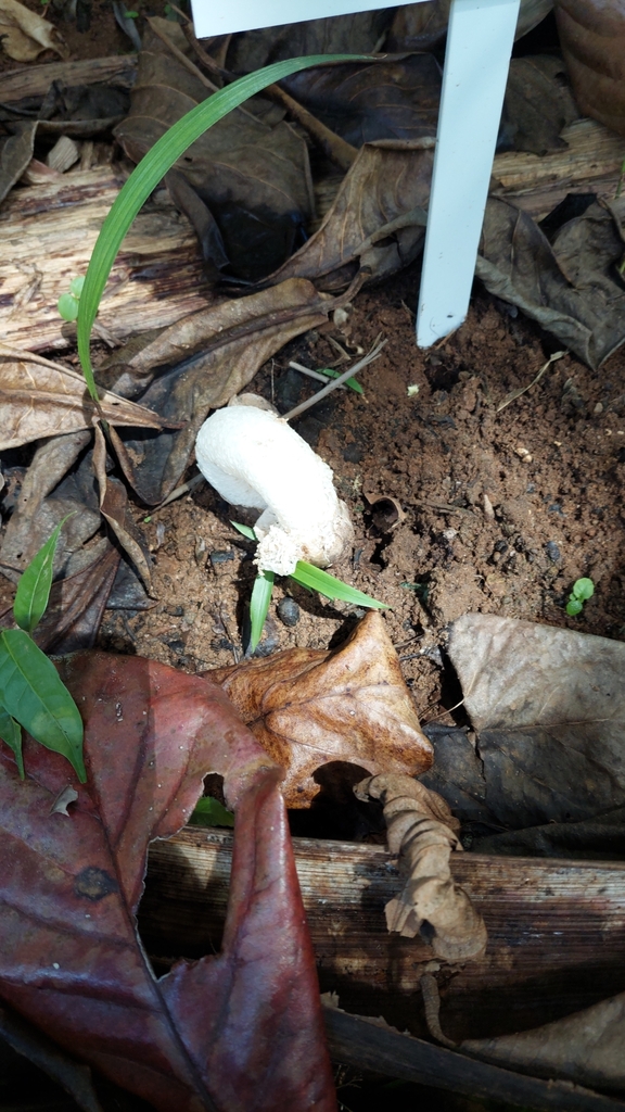 Phallus merulinus