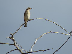 Gymnoris superciliaris