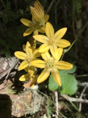 Triteleia ixioides ixioides