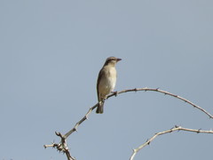 Gymnoris superciliaris