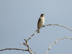 Gymnoris superciliaris