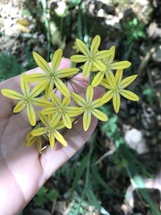 Triteleia ixioides ixioides