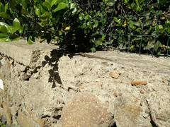 Podarcis siculus caporiaccoi