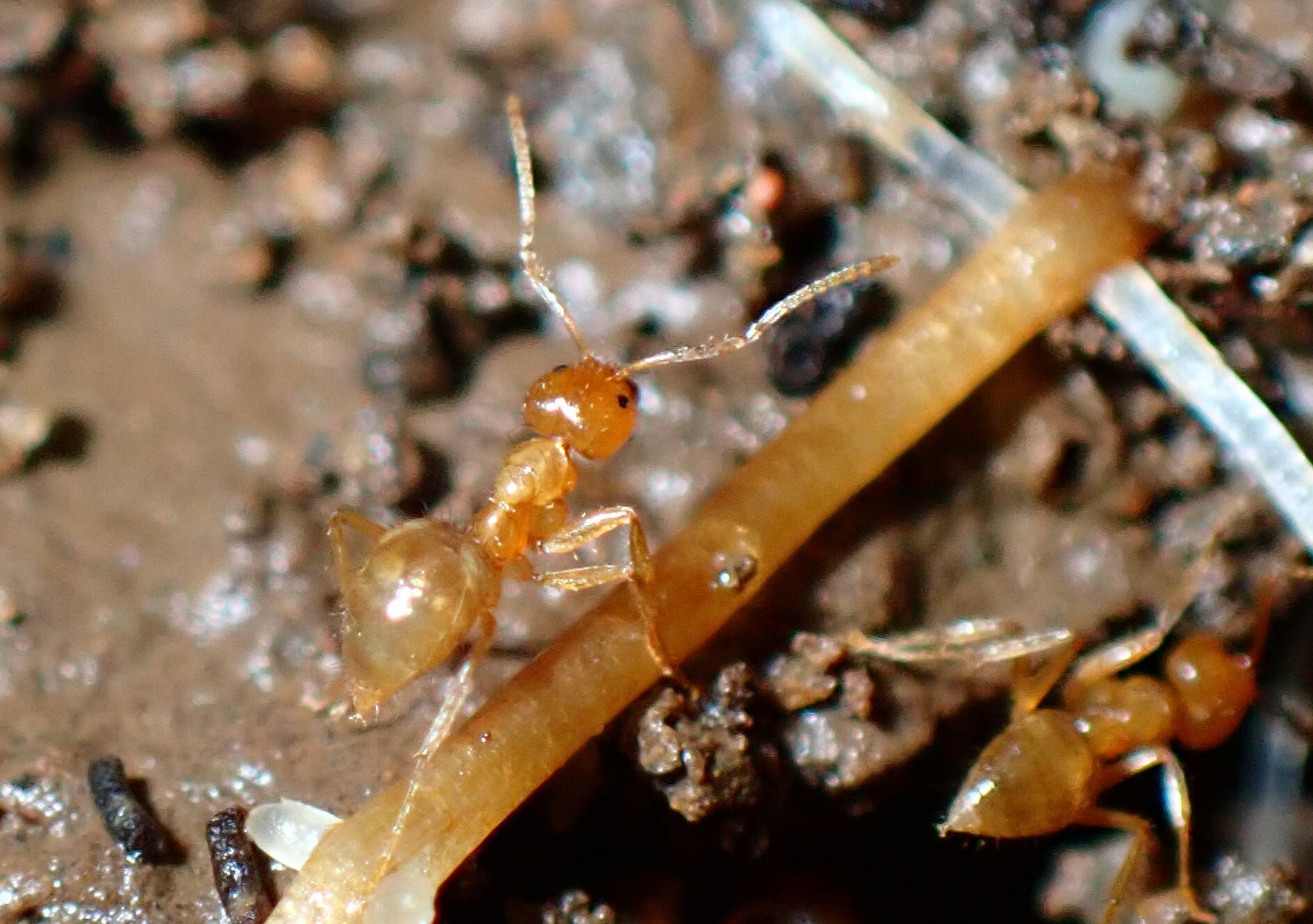 Nylanderia amblyops