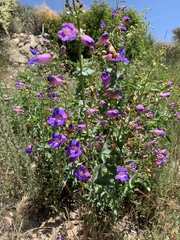 Penstemon heterophyllus