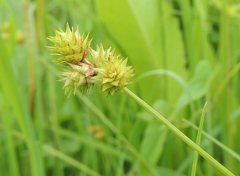 Carex molesta