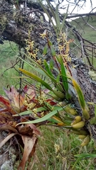 Prosthechea grammatoglossa