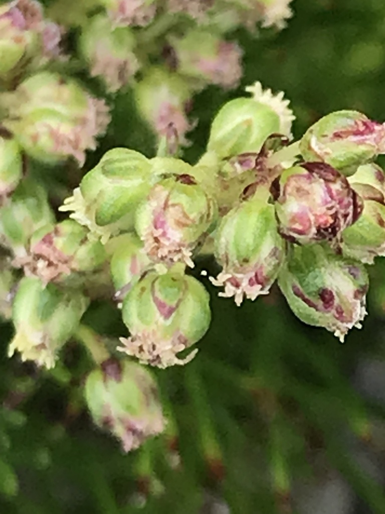 Artemisia morrisonensis