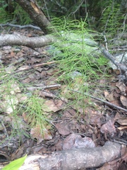 Equisetum pratense