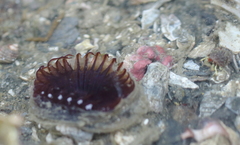 Myxicola