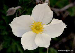 Eriocapitella rupicola