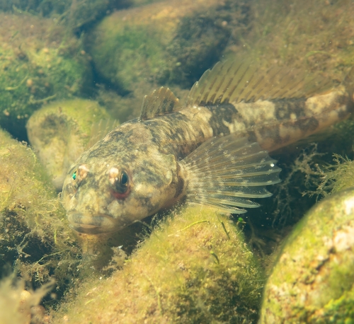 Chabot Bullhead, photo 8 of 10