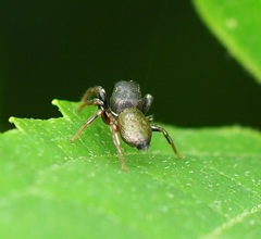 Heliophanus auratus