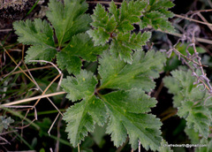 Eriocapitella rupicola