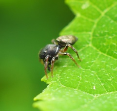 Heliophanus auratus