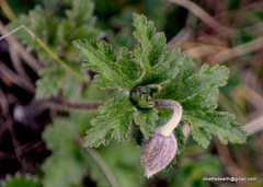 Eriocapitella rupicola