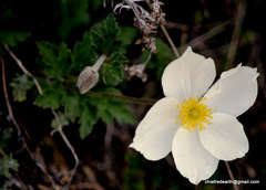 Eriocapitella rupicola