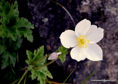 Eriocapitella rupicola