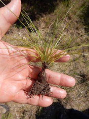 Isoetes butleri