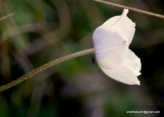 Eriocapitella rupicola