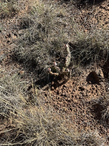 Image of Opuntia pottsii by (c) Ian McFaul, some rights reserved (CC BY)
