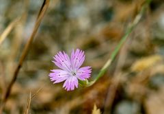Dianthus tripunctatus