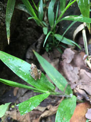 Pristimantis lanthanites