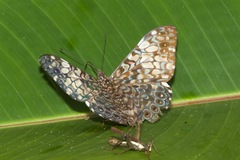 Hamadryas fornax